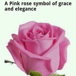 Meet your Posher, Shirley